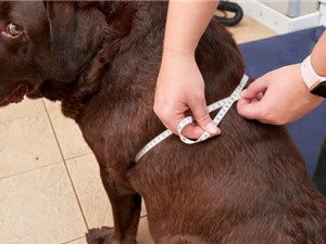 Vì sao chó tha mồi Labrador có thân hình mập mạp