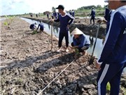 Cà Mau: Trồng dừa kết hợp nuôi gà và cá nước ngọt trên vùng đất nhiễm phèn