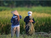 ĐBSCL có thể thu 100 triệu USD mỗi năm từ việc bán tín chỉ carbon