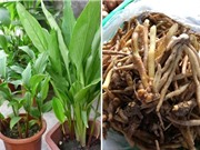 Chiết xuất cao định chuẩn từ củ ngải bún: Hỗ trợ điều trị viêm loét dạ dày
