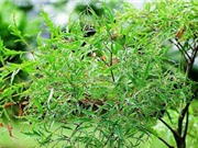 Đắk Lắk: Điều chế các sản phẩm từ toàn bộ cây đinh lăng