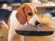 Chó hiểu được ý nghĩa của danh từ