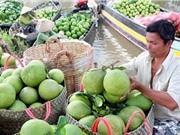Quy trình bảo quản bưởi từ 2-3 tháng