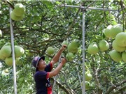 Phát triển thương hiệu cộng đồng: Tìm giải pháp bền vững