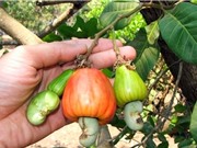Dữ liệu đầu tiên về cộng đồng vi khuẩn nội sinh của cây điều tại Tây Nguyên