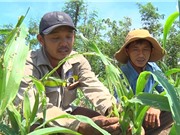 Hệ thống dự báo dịch bệnh sâu keo mùa thu trên cây ngô 