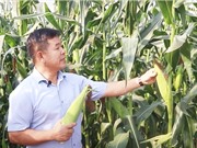 Lai tạo giống ngô ngọt mới cho vùng Đông Nam Bộ
