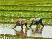 Tiếp cận tín dụng giúp giảm tác động của các cú sốc thời tiết lên nông nghiệp 