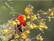 Mỹ thả hàng triệu con muỗi để cứu chim quý 