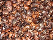 Tổng hợp keo dán gỗ từ dầu vỏ hạt điều