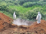 Phòng chống dịch tả lợn châu Phi: Những biện pháp then chốt