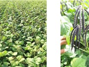 Chọn tạo giống đậu xanh kháng bệnh khảm vàng và cho năng suất cao