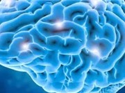 Khám phá mới về cấu trúc sinh học của tế bào não
