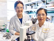 Vaccine lao có thể làm giảm gánh nặng ung thư gan 