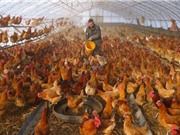 Vi khuẩn E.coli và salmonella chia sẻ thông tin di truyền chung để kháng kháng sinh