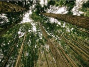 Cây cối không đảm trách được vai trò bù đắp vết carbon của con người khi hành tinh ngày một ấm hơn