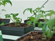 Bí ẩn di truyền liên quan đến loại đường được tìm thấy trong “nhựa cà chua”