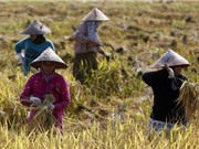 Đông Nam Á: Phát triển các giống lúa chịu hạn và tăng cường hệ thống cảnh báo sớm