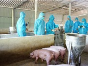 Xác định tình trạng nhiễm virus ở lợn và đặc điểm các chủng NoV từ lợn tại Việt Nam