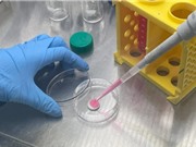 Cách biến đổi gene thịt nuôi cấy để tạo ra hương vị đậm đà ở nhiệt độ cao