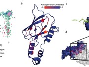 Lập bản đồ mọi kết quả có thể của các thay đổi với một gene ức chế khối u