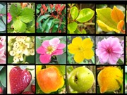 Khám phá hoạt động của gene nhảy, sự phân bố và những tác động về điều hòa gene