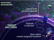 Mở khóa chỉnh sửa hệ gene của vi khuẩn trong đường ruột