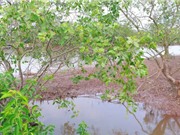 Bần chua chứa nhiều hợp chất quý, có tính chất kháng khuẩn