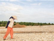 Ngành nông nghiệp Việt Nam vẫn còn phân mảnh và phải đối mặt với nhiều rủi ro