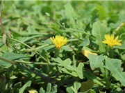 Hoạt chất có tiềm năng chống ô xy hóa, được chiết xuất từ lá cây sa sâm