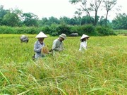 Ứng dụng công nghệ di truyền trong chọn tạo giống cây trồng kháng tuyến trùng