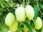 Lần đầu sản xuất bột uống liền từ xoài Tứ Quý Bến Tre