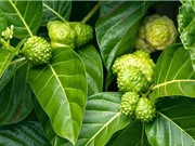Công nghệ sấy phun cho chất lượng bột quả nhàu cao hơn