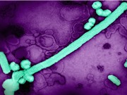 Virus cúm A thay đổi hình dạng để thích ứng với môi trường