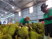 Đổi mới sáng tạo trong chuỗi giá trị nông sản: Khi nào cây chủ lực là cây làm giàu?