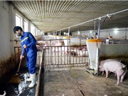 Biến nước thải chăn nuôi thành phân bón nhả chậm 