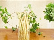 Gia Lai: Trồng sâm non bằng phương pháp khí canh
