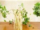 Gia Lai: Trồng sâm non bằng phương pháp khí canh
