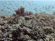 Rạn san hô Great Barrier suy giảm diện tích nhiều nhất trong 39 năm