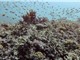 Rạn san hô Great Barrier suy giảm diện tích nhiều nhất trong 39 năm
